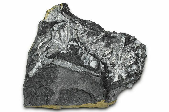 Fossil Seed Fern (Alethopteris) Plate - Pennsylvania #347682